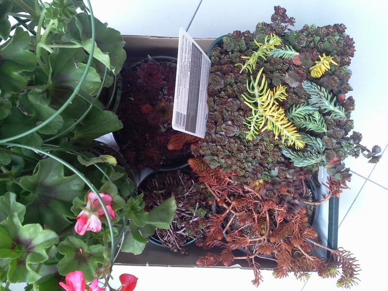 Foto0110.jpg