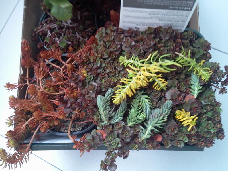Foto01111.jpg