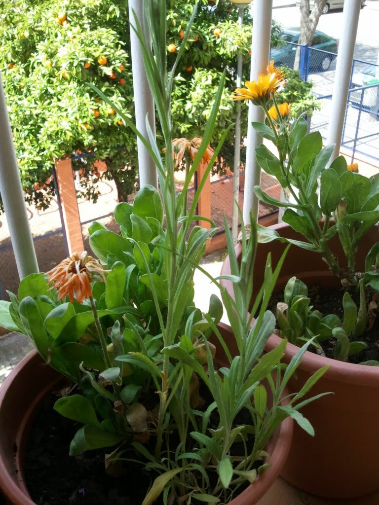 Foto0126.jpg