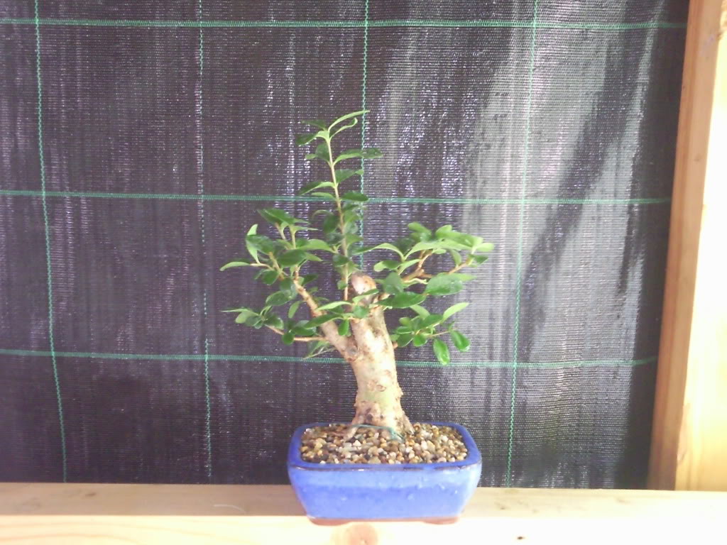 Foto0130.jpg