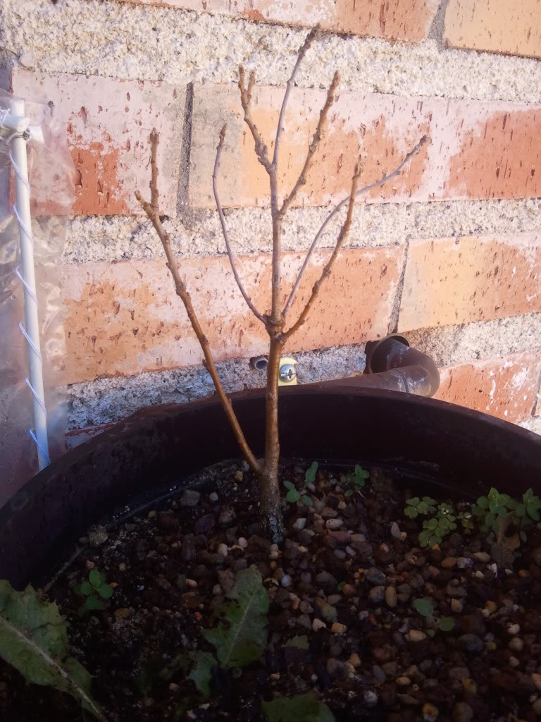 Foto0136.jpg