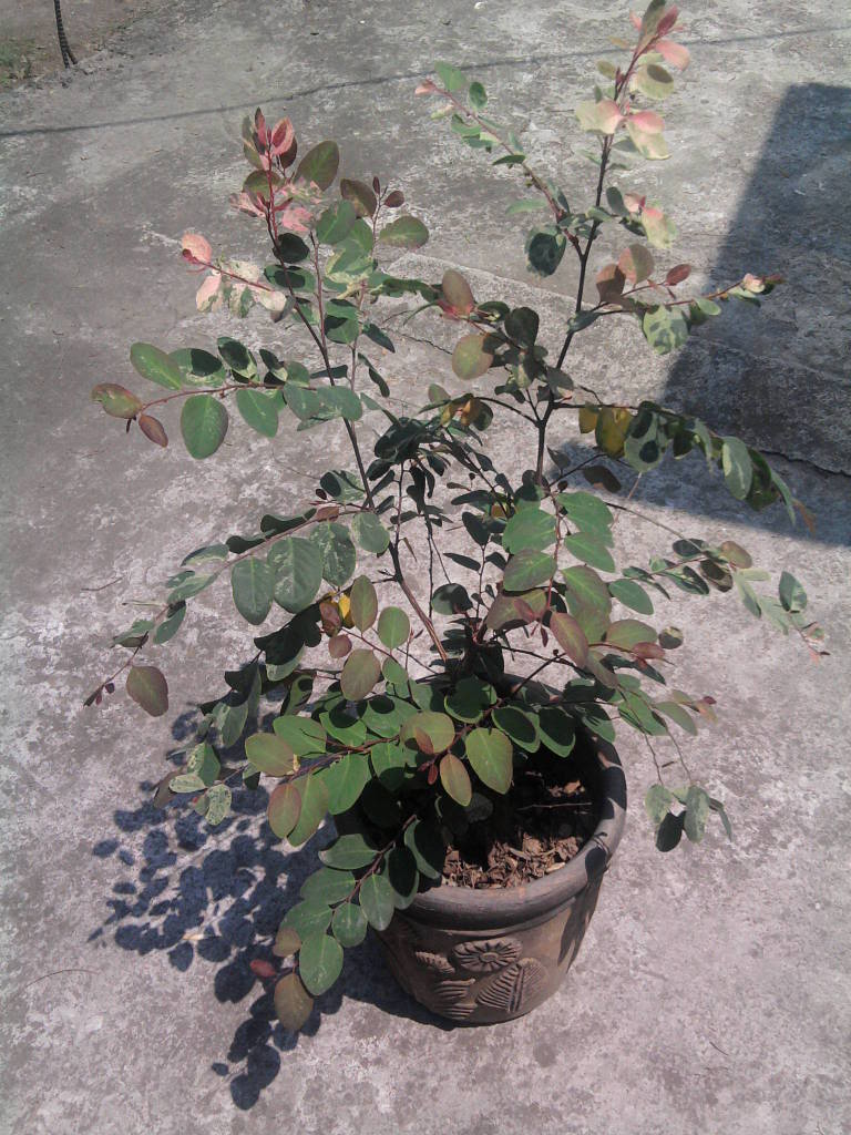 Foto0137.jpg
