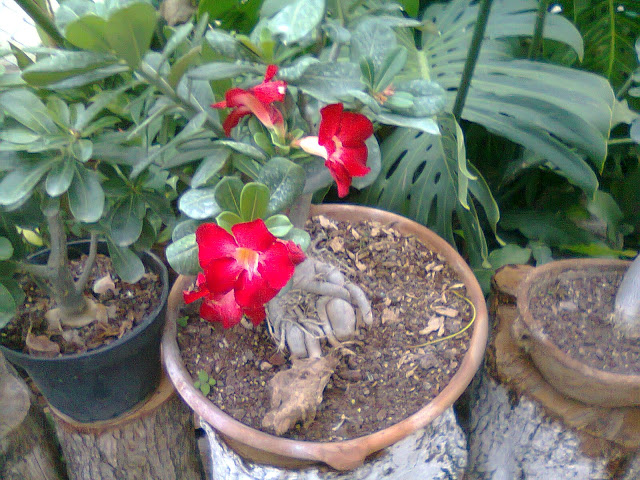 Foto0137.jpg
