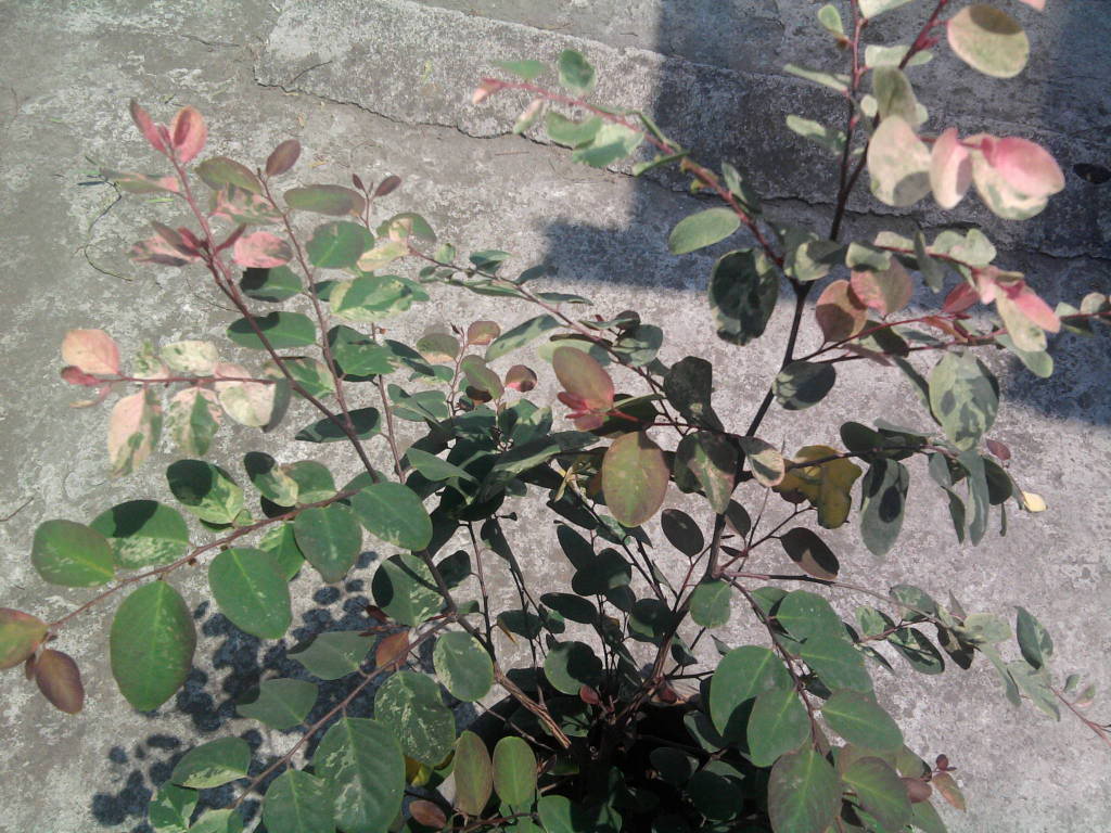 Foto0138.jpg