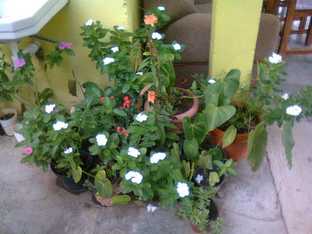 Foto0144.jpg