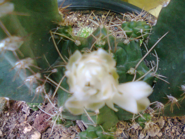 Foto0150.jpg