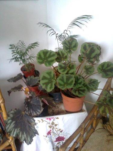 Foto01931.jpg