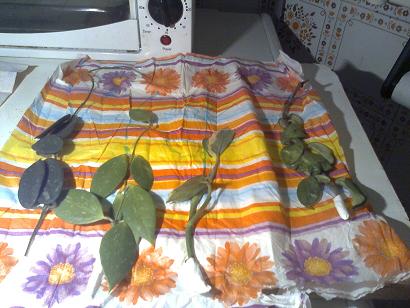 Foto01951.jpg