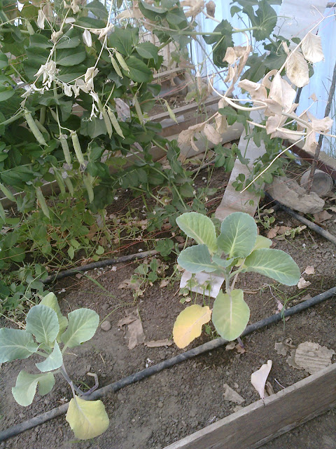 Foto0196.jpg