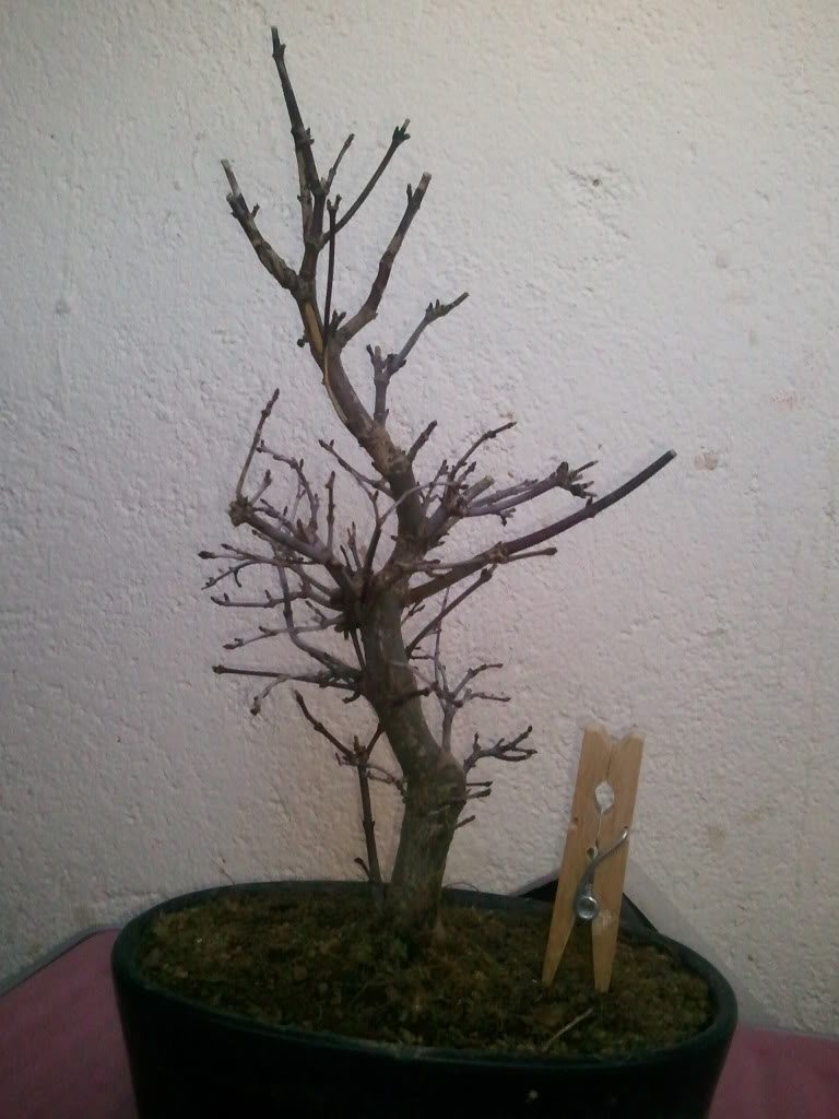 Foto0198.jpg