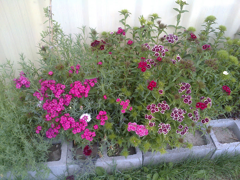 Foto0209.jpg
