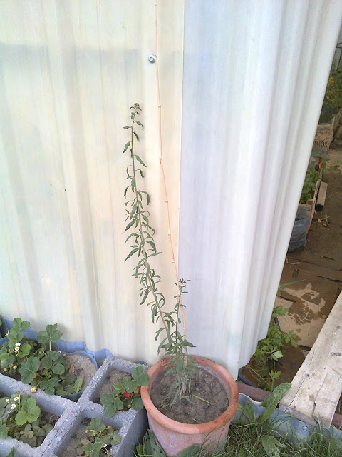 Foto0211.jpg