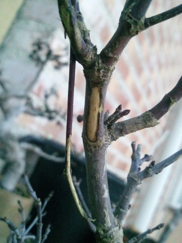 Foto0213.jpg