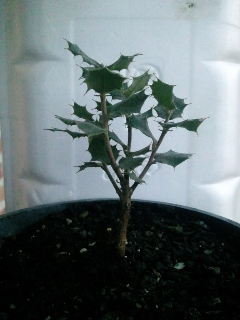 Foto0214.jpg