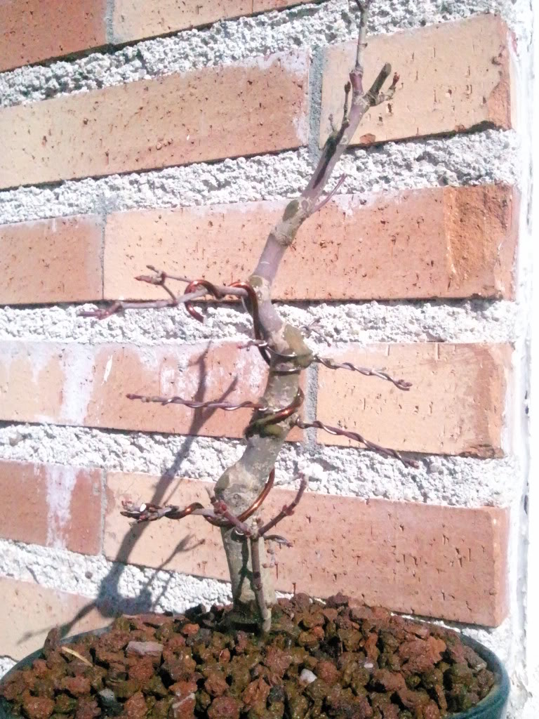 Foto0314.jpg