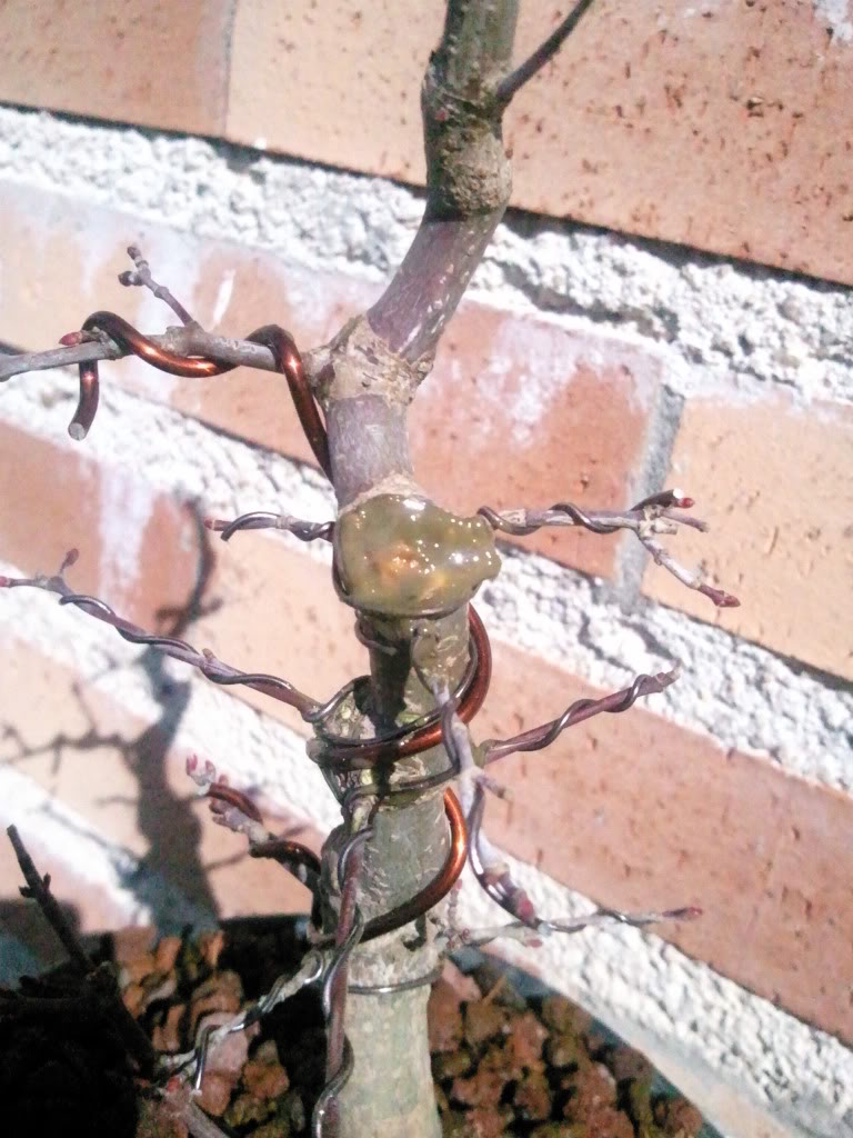 Foto0316.jpg