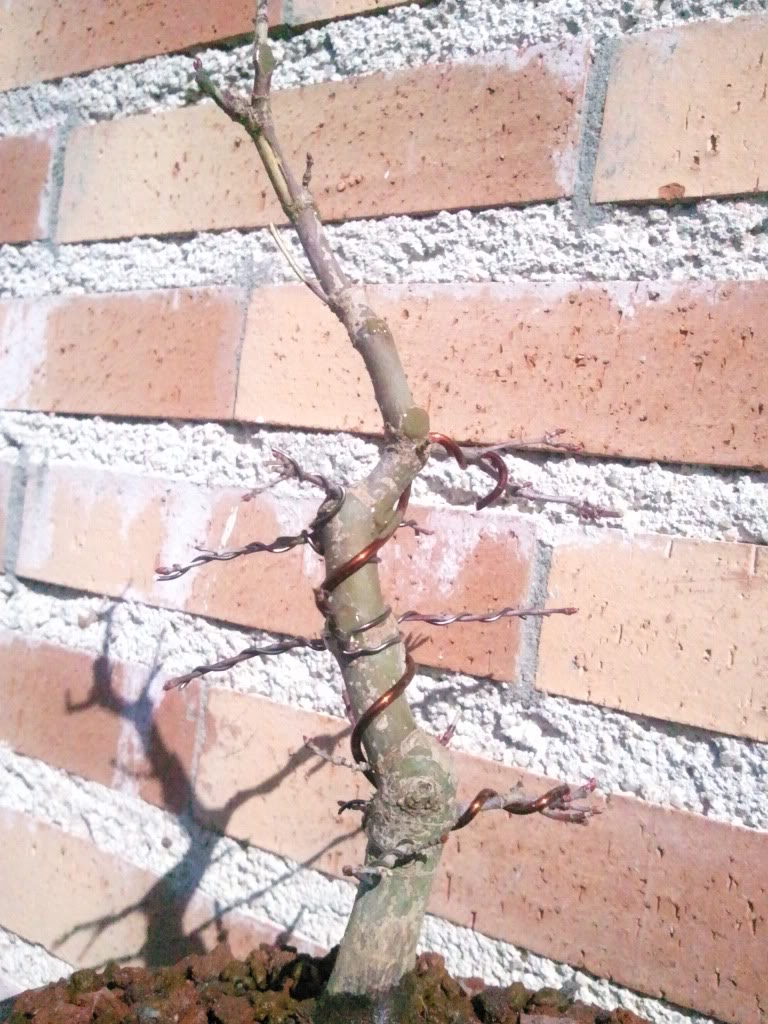 Foto0317.jpg