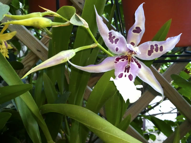 Foto0407.jpg