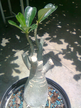 Foto0509.jpg