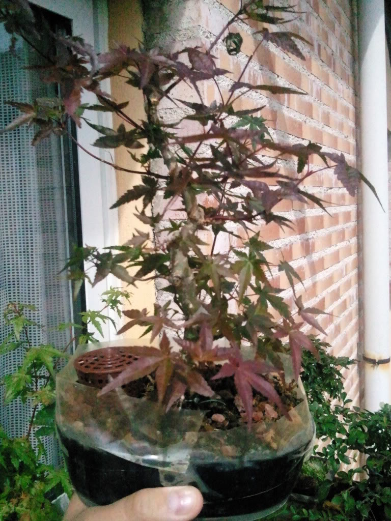 Foto0617.jpg