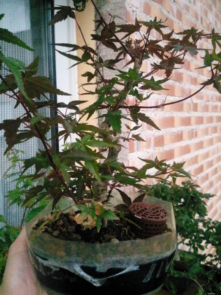 Foto0618.jpg
