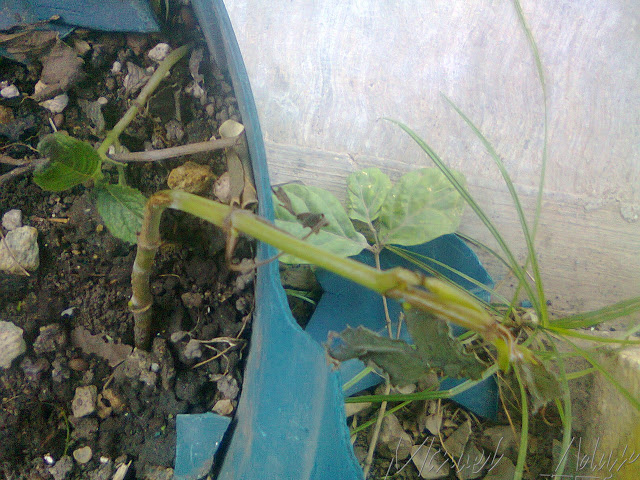 Foto0800.jpg