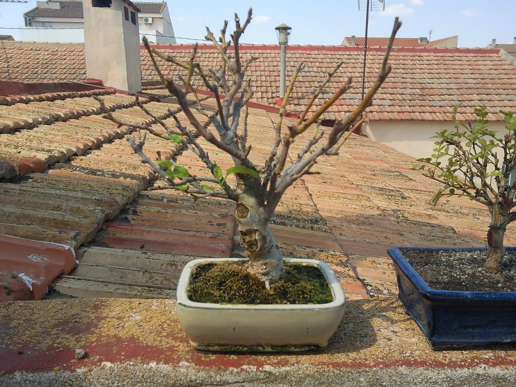 Foto1010.jpg