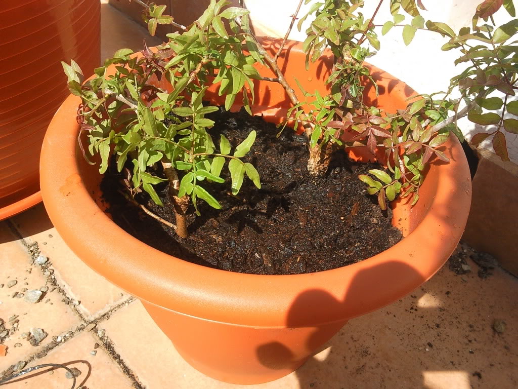 Foto1080.jpg