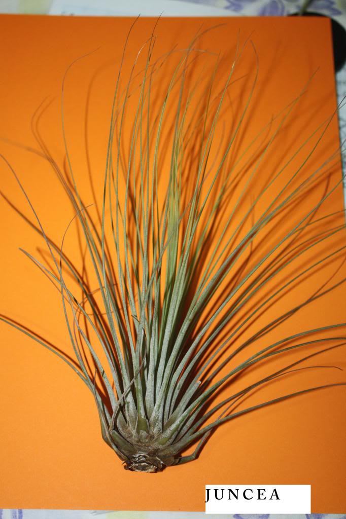 foto4-1juncea.jpg