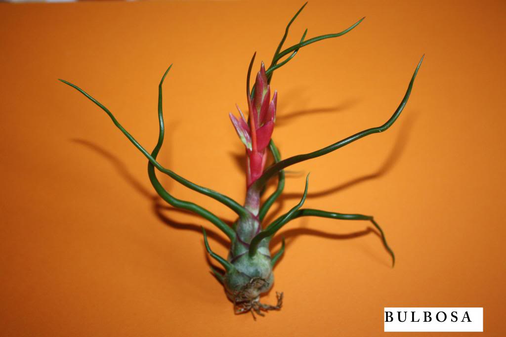foto5-1bulbosa.jpg
