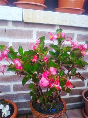 Foto5249.jpg