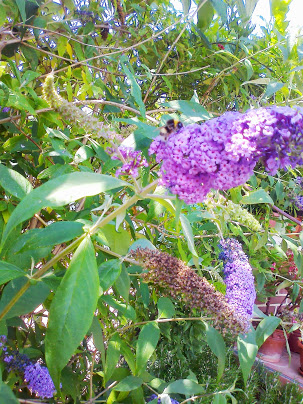 Foto5764.jpg