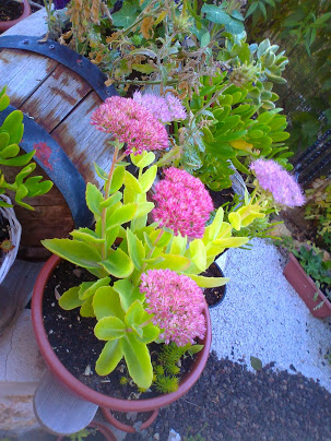 Foto6073.jpg