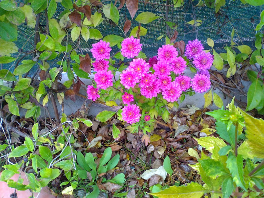 Foto6375.jpg