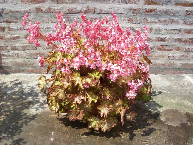 Foto_1405_26-10-2008_00_10.jpg