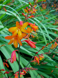 Foto_Crocosmiaxcrocosmiiflora.jpg