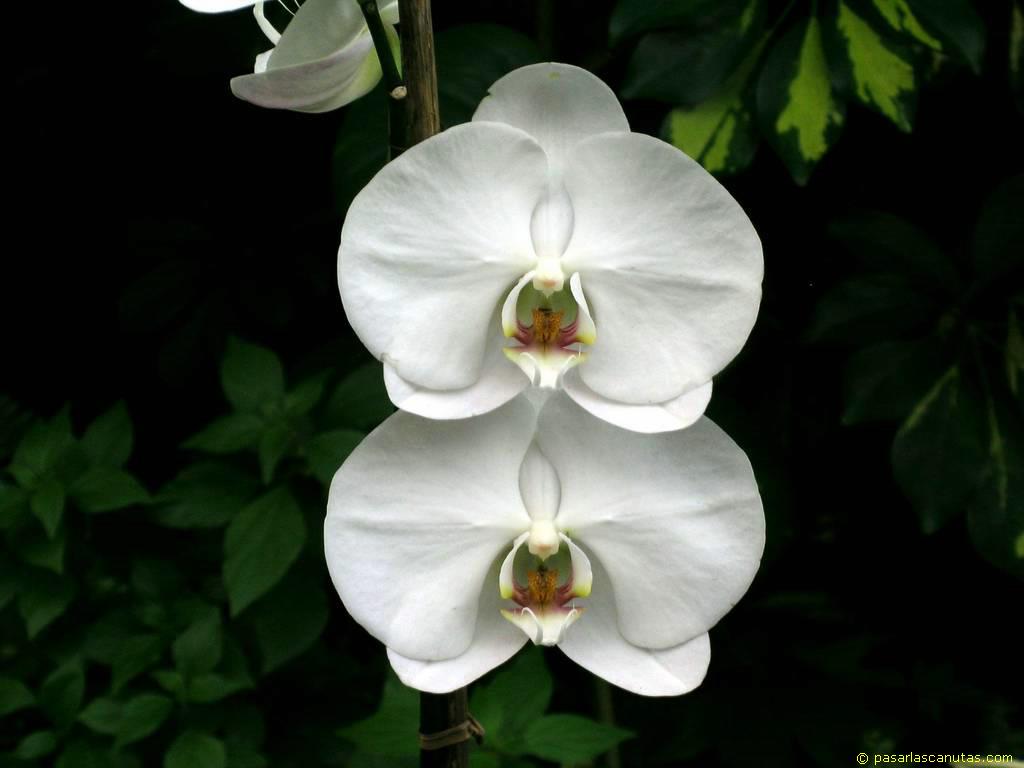 foto_de_flor_orquidea_02.JPG
