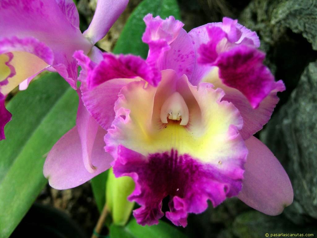 foto_de_flor_orquidea_03.JPG