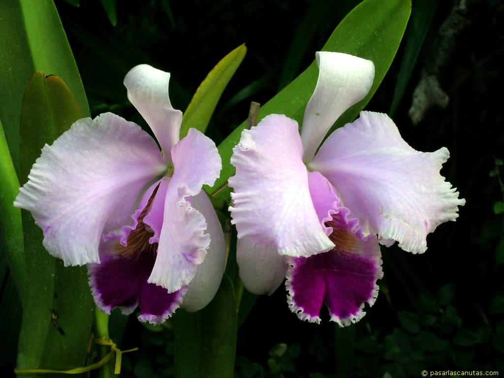 foto_de_flor_orquidea_05.jpg