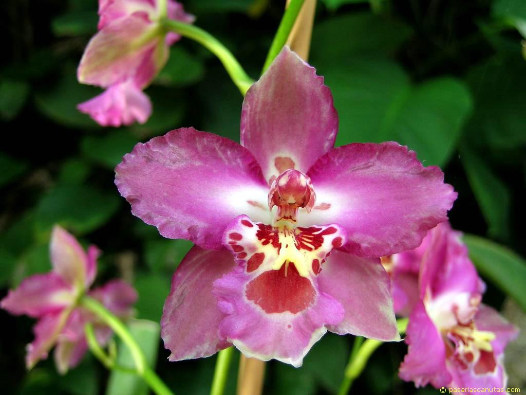 foto_de_flor_orquidea_09.JPG