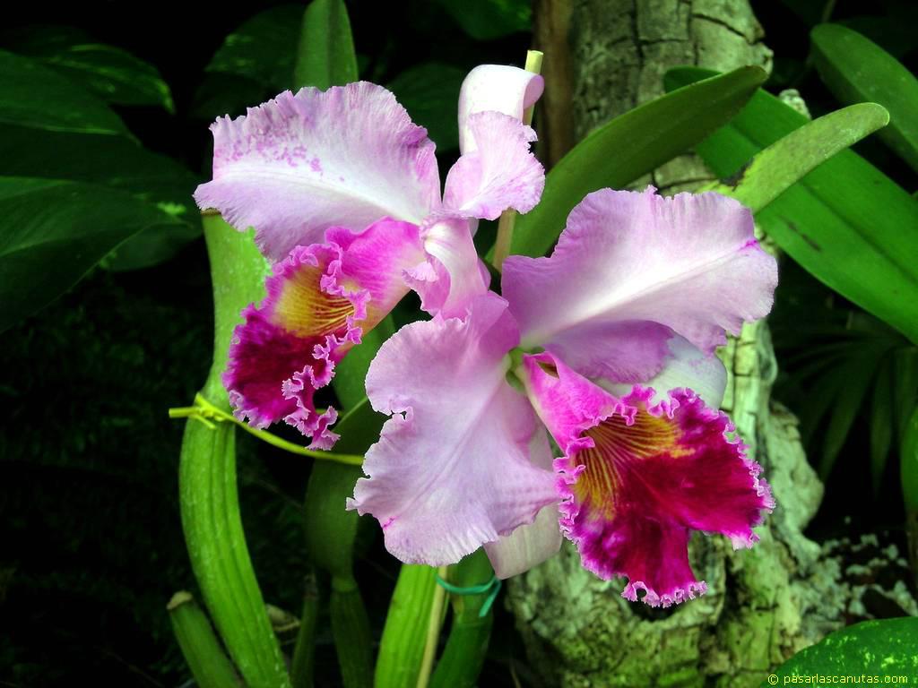 foto_de_flor_orquidea_13.JPG