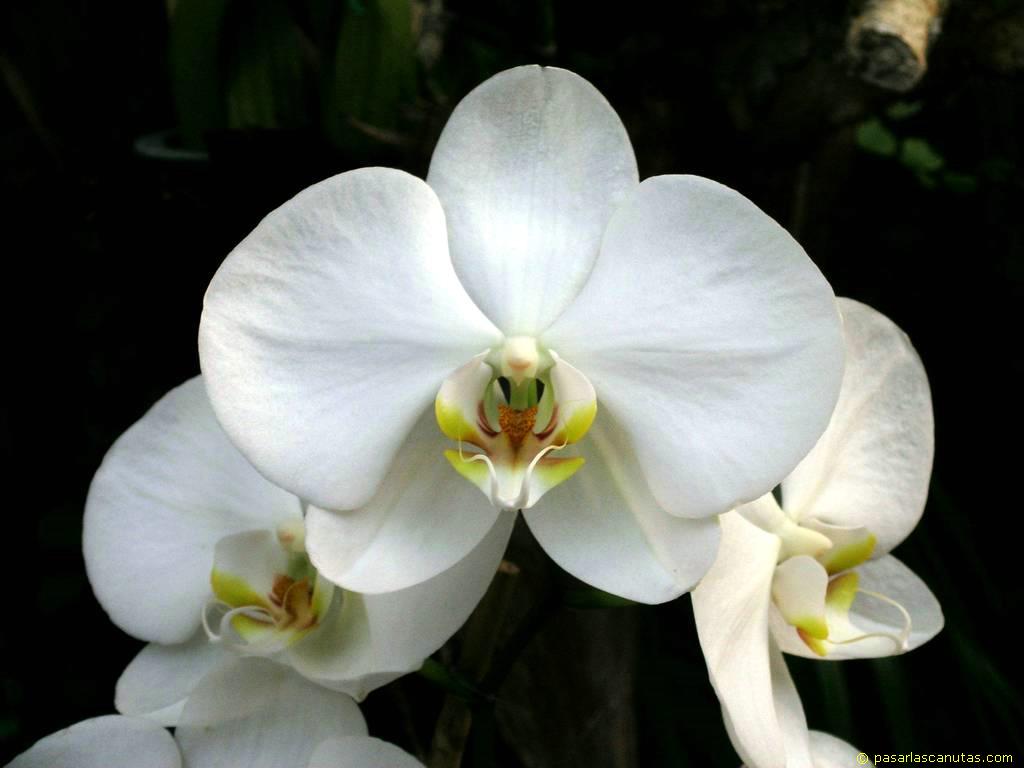foto_de_flor_orquidea_23.JPG