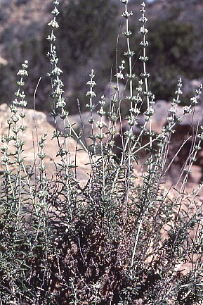 foto_sideritis_leucantha_01_std.jpg
