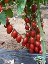 fotonoticia-21020.jpg