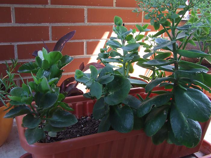 Fotos 2007 084.jpg