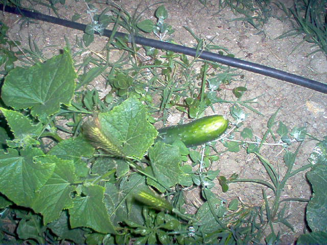 FOTOS%20074.jpg