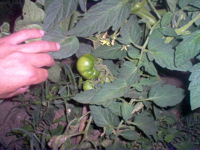 FOTOS%20078.jpg