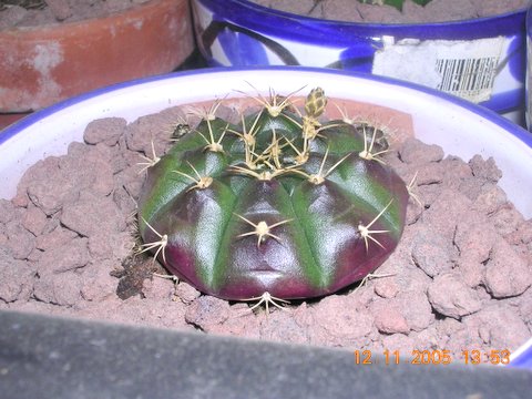 fotos%20de%20cactus%20013.jpg