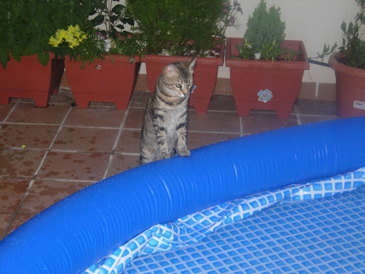 fotos%20piscina%202009-08.jpg