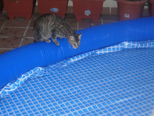 fotos%20piscina%202009-09.jpg